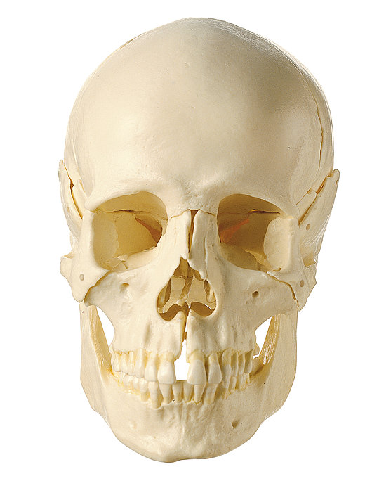 男性に人気！ Shop de Clinicソムソ社 頭蓋骨分解模型 １４分解 無地,頸椎 咀嚼筋付 qs8_2cm 鍼灸 模型